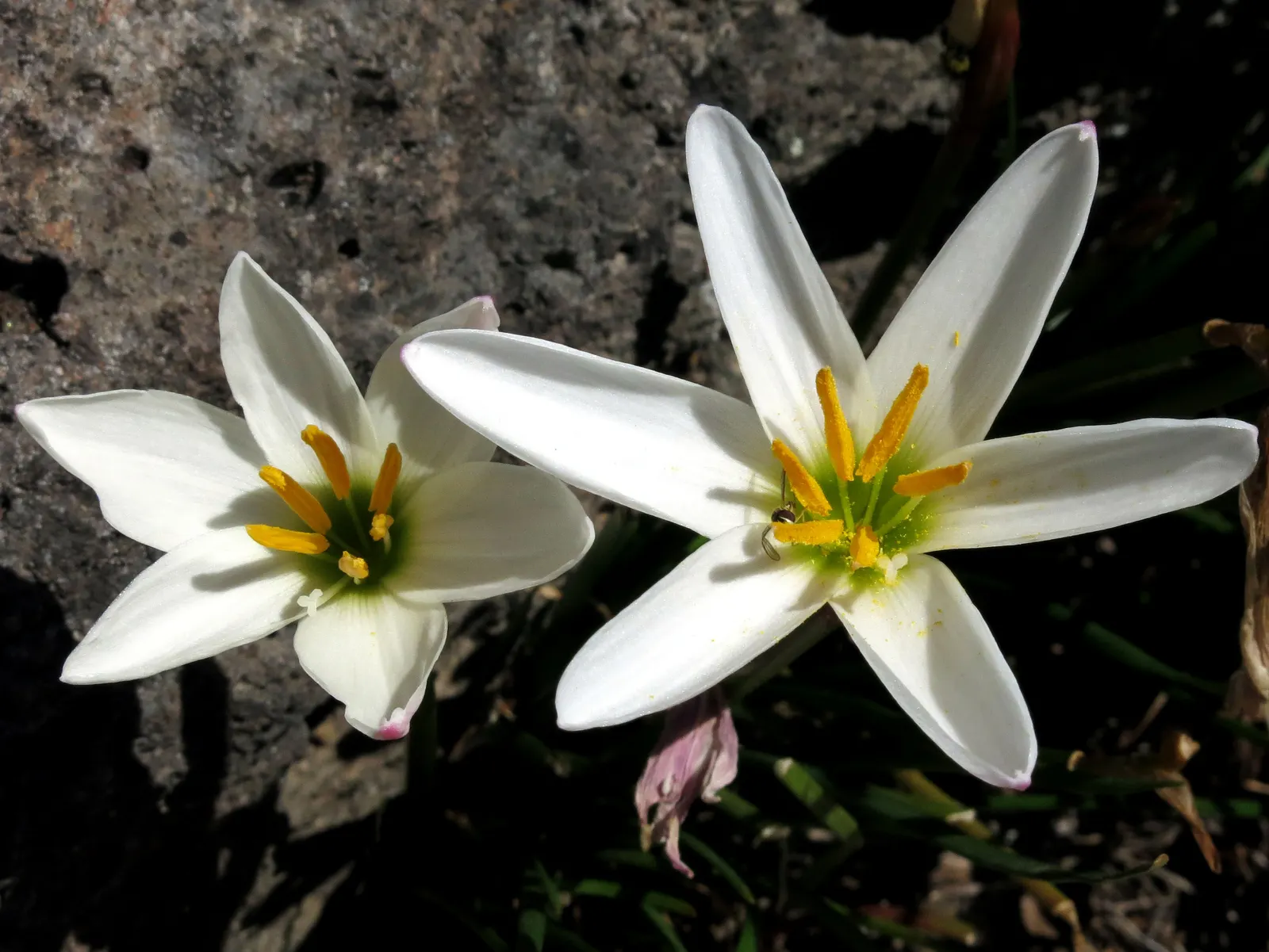 Rain Lily Prairie Sunset (Zephyranthes 'Prairie Sunset') — This charming and robust species; the Rain Lily \'Prairie Sunset\', image 56