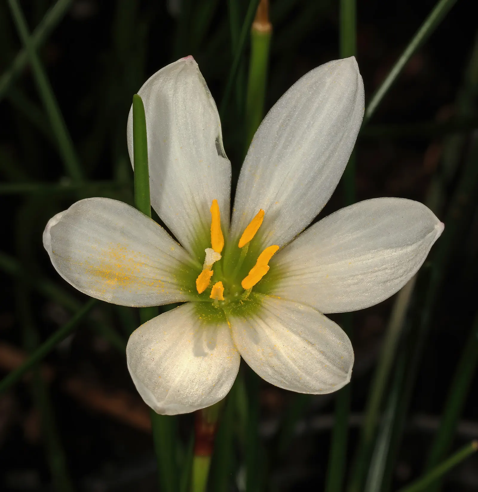 Rain Lily Prairie Sunset (Zephyranthes 'Prairie Sunset') — The Rain Lily 'Prairie Sunset' (Zephyranthes candida) is a captivating perennial; it's a, image 73