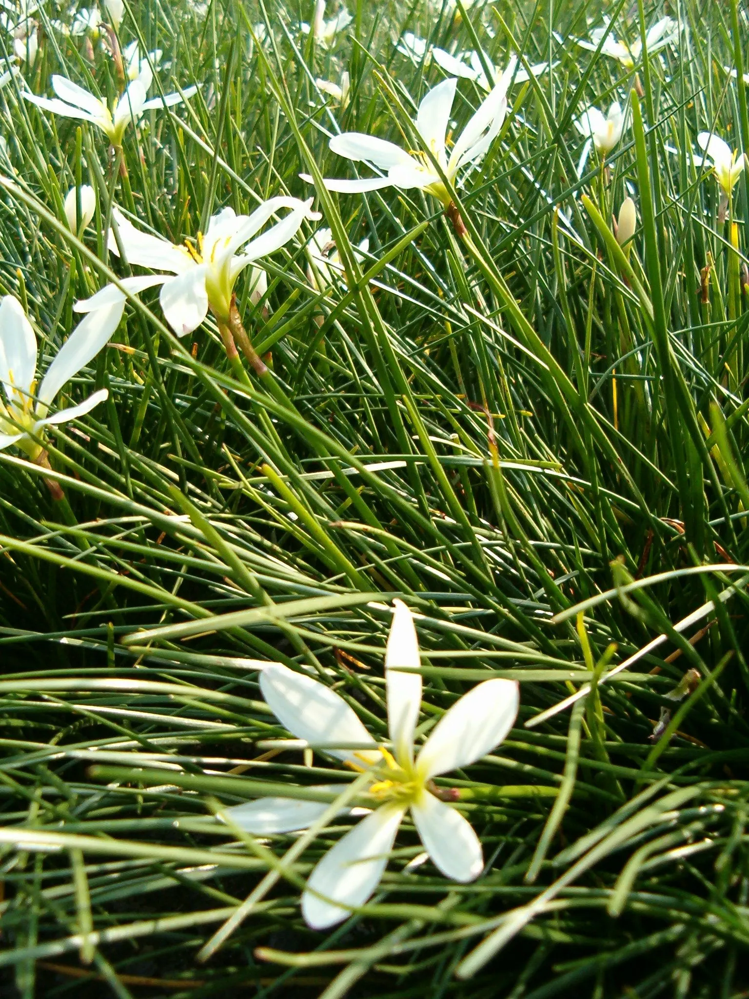 Rain Lily Prairie Sunset (Zephyranthes 'Prairie Sunset') — especially after rainfall; this sun-loving bulb requires well-drained soil, ideal for, image 66