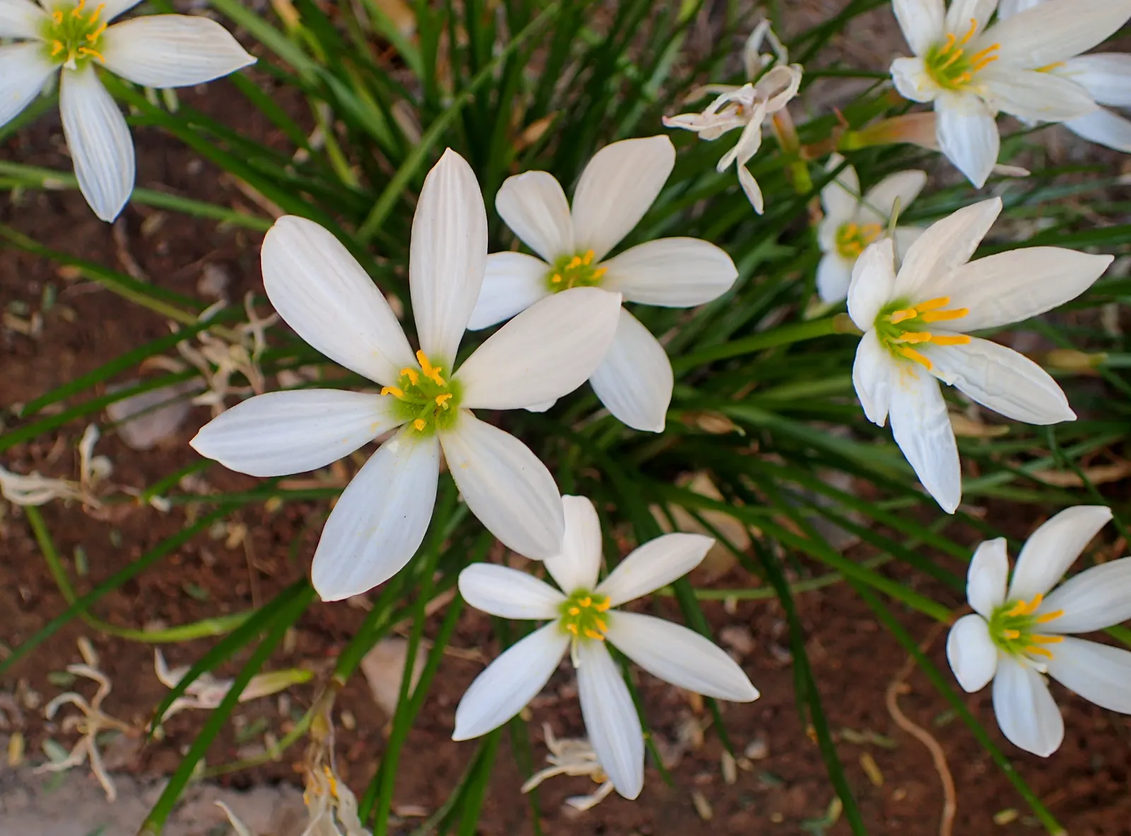 Rain Lily Prairie Sunset (Zephyranthes 'Prairie Sunset') — it promises to be a reliable performer