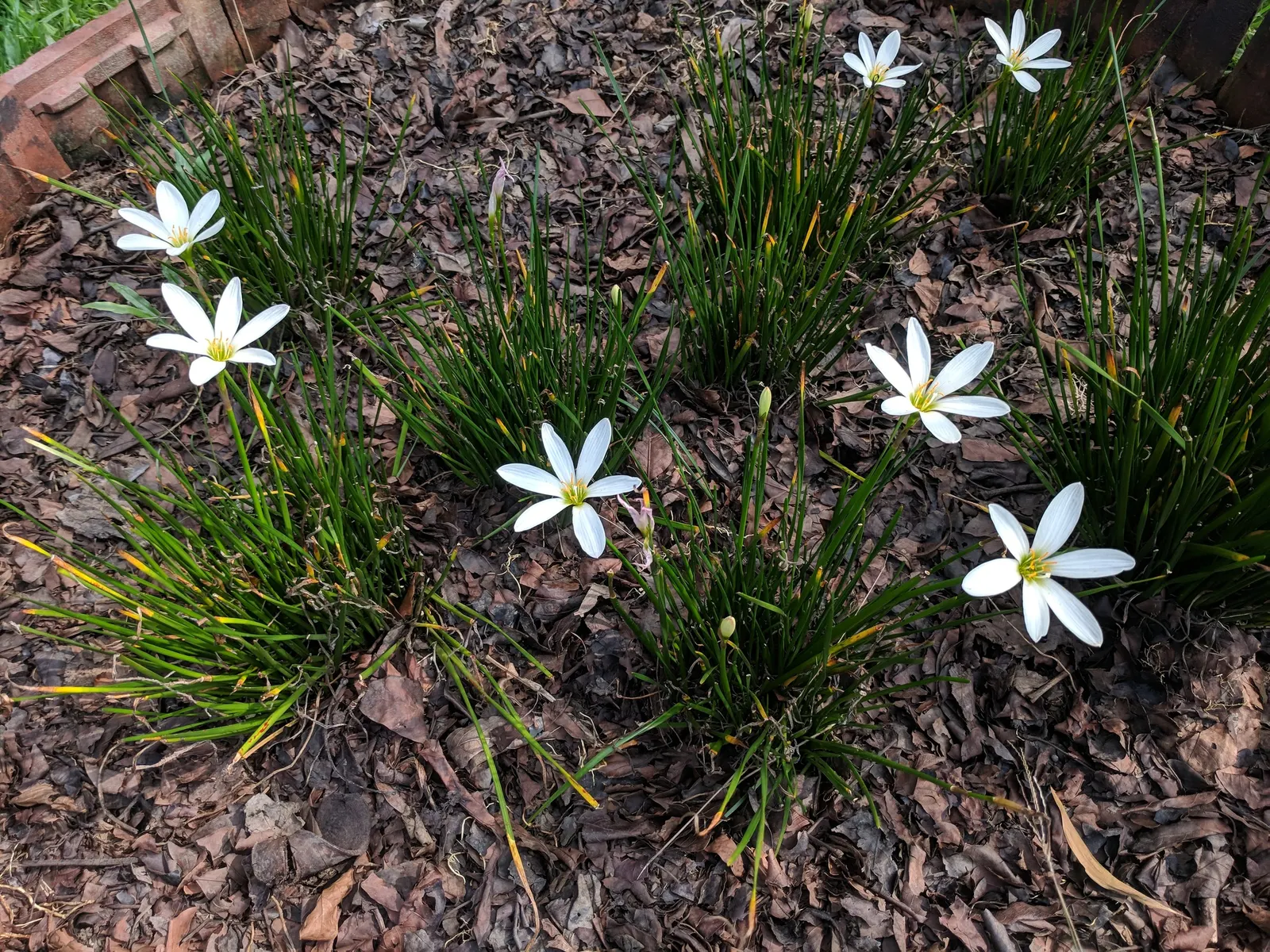 Rain Lily Prairie Sunset (Zephyranthes 'Prairie Sunset') — The Rain Lily 'Prairie Sunset' (Zephyranthes candida) is a captivating perennial; it's a, image 49