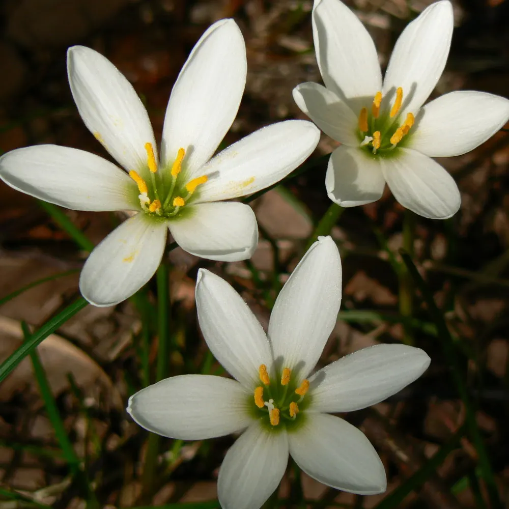 Rain Lily Prairie Sunset (Zephyranthes 'Prairie Sunset') — this plant thrives in medium moisture