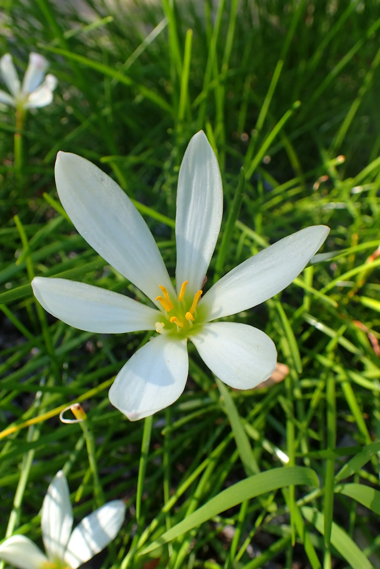 Rain Lily Prairie Sunset (Zephyranthes 'Prairie Sunset') — The Rain Lily \'Prairie Sunset\'; this charming and robust species