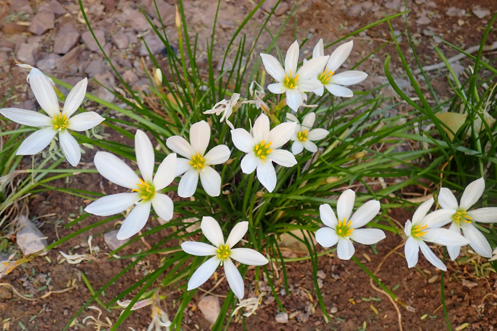 Rain Lily Prairie Sunset (Zephyranthes 'Prairie Sunset') — narrow green leaves that form clumps approximately 3-6 inches in width.<br><br>Ideal for border