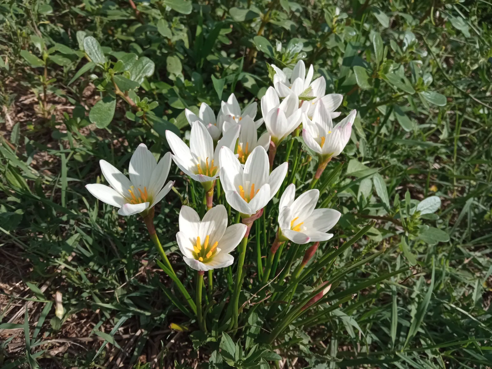 Rain Lily Prairie Sunset (Zephyranthes 'Prairie Sunset') — reminiscent of a serene prairie sunset; often reaching heights of just 10-12 inches