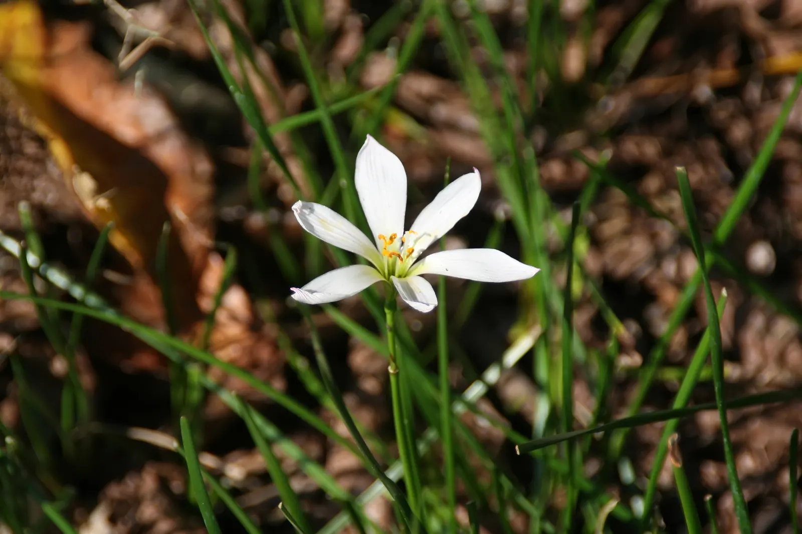 Rain Lily Prairie Sunset (Zephyranthes 'Prairie Sunset') — it promises to be a reliable performer; regular watering can encourage additional, image 68