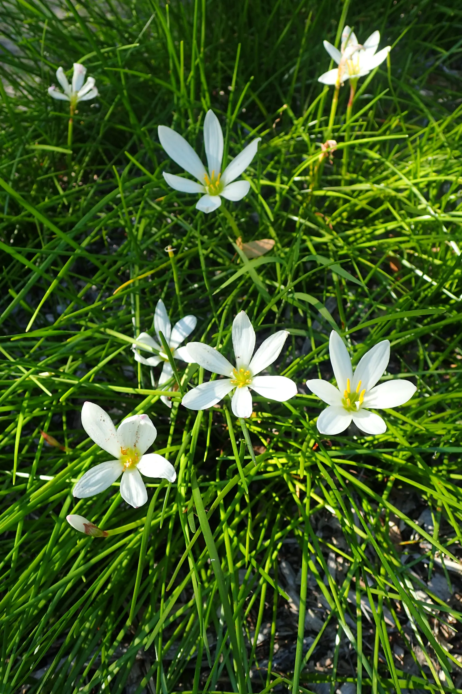 Rain Lily Prairie Sunset (Zephyranthes 'Prairie Sunset') — often reaching heights of just 10-12 inches