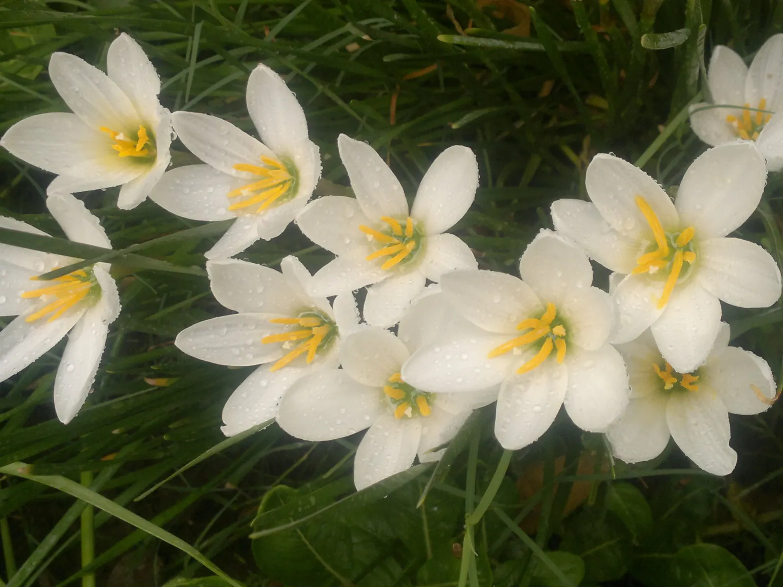 Rain Lily Prairie Sunset (Zephyranthes 'Prairie Sunset') — or as a pop of color amongst ground cover; scientifically known as Zephyranthes candida