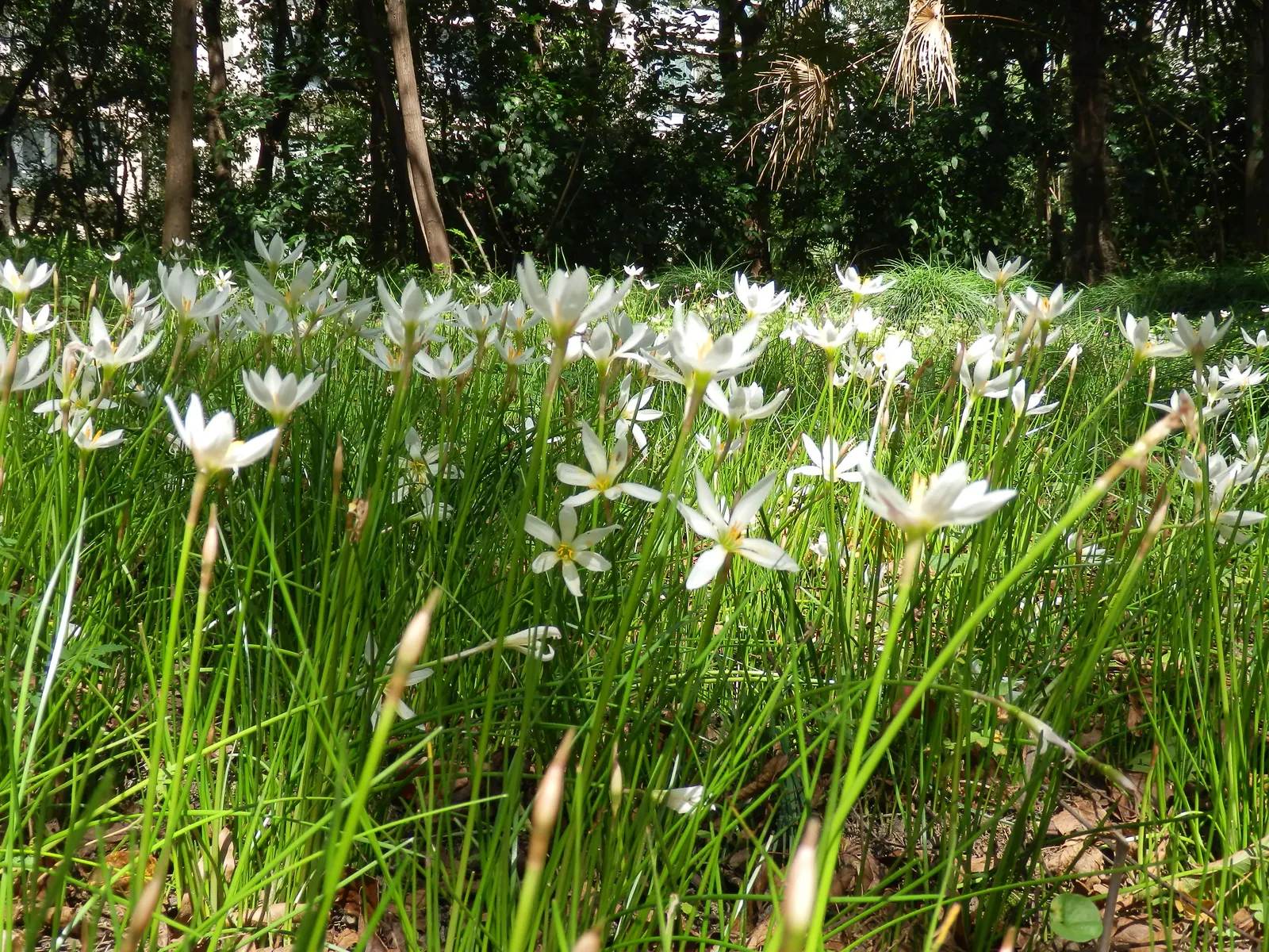 Rain Lily Prairie Sunset (Zephyranthes 'Prairie Sunset') — This sun-loving bulb requires well-drained soil, ideal for borders or as a ground cover; especially