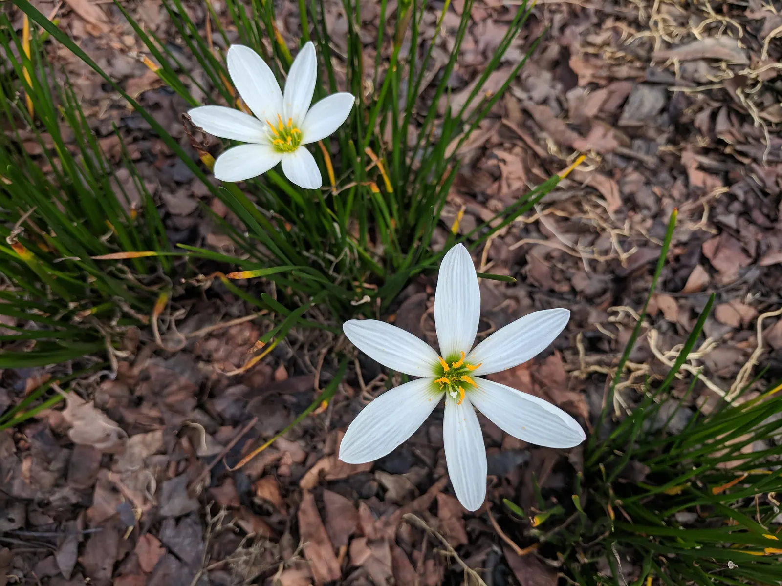 Rain Lily Prairie Sunset (Zephyranthes 'Prairie Sunset') — spanning about 2-3 inches in diameter; this plant thrives in medium moisture, image 61