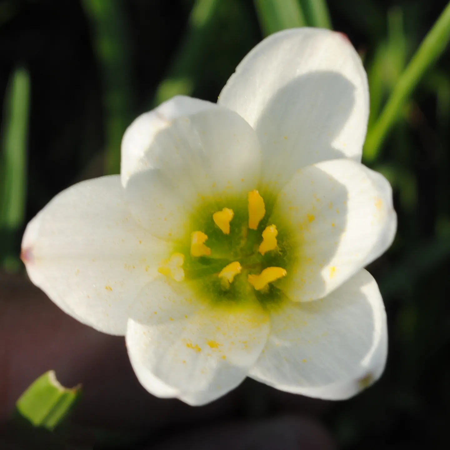 Rain Lily Prairie Sunset (Zephyranthes 'Prairie Sunset') — It thrives in USDA Zones 7-10, reaching a mature height of 10-12 inches and spreading, image 74