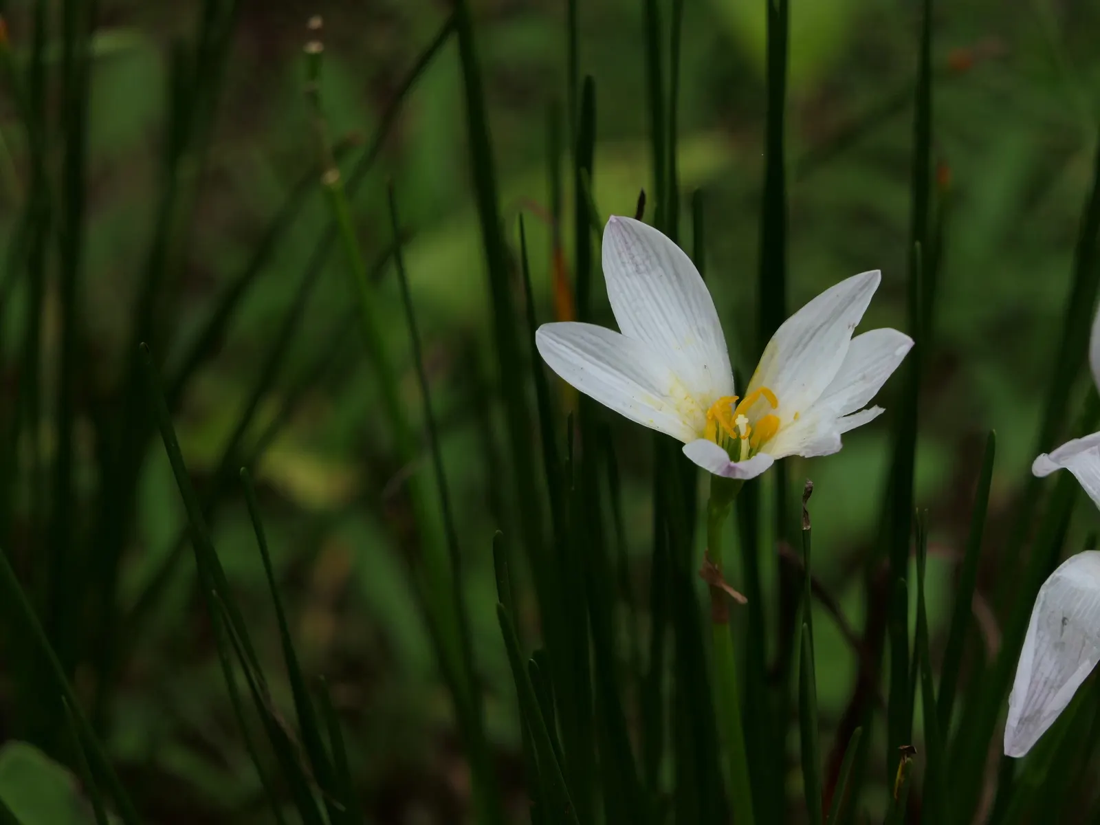 Rain Lily Prairie Sunset (Zephyranthes 'Prairie Sunset') — The Rain Lily \'Prairie Sunset\'; this charming and robust species, image 53