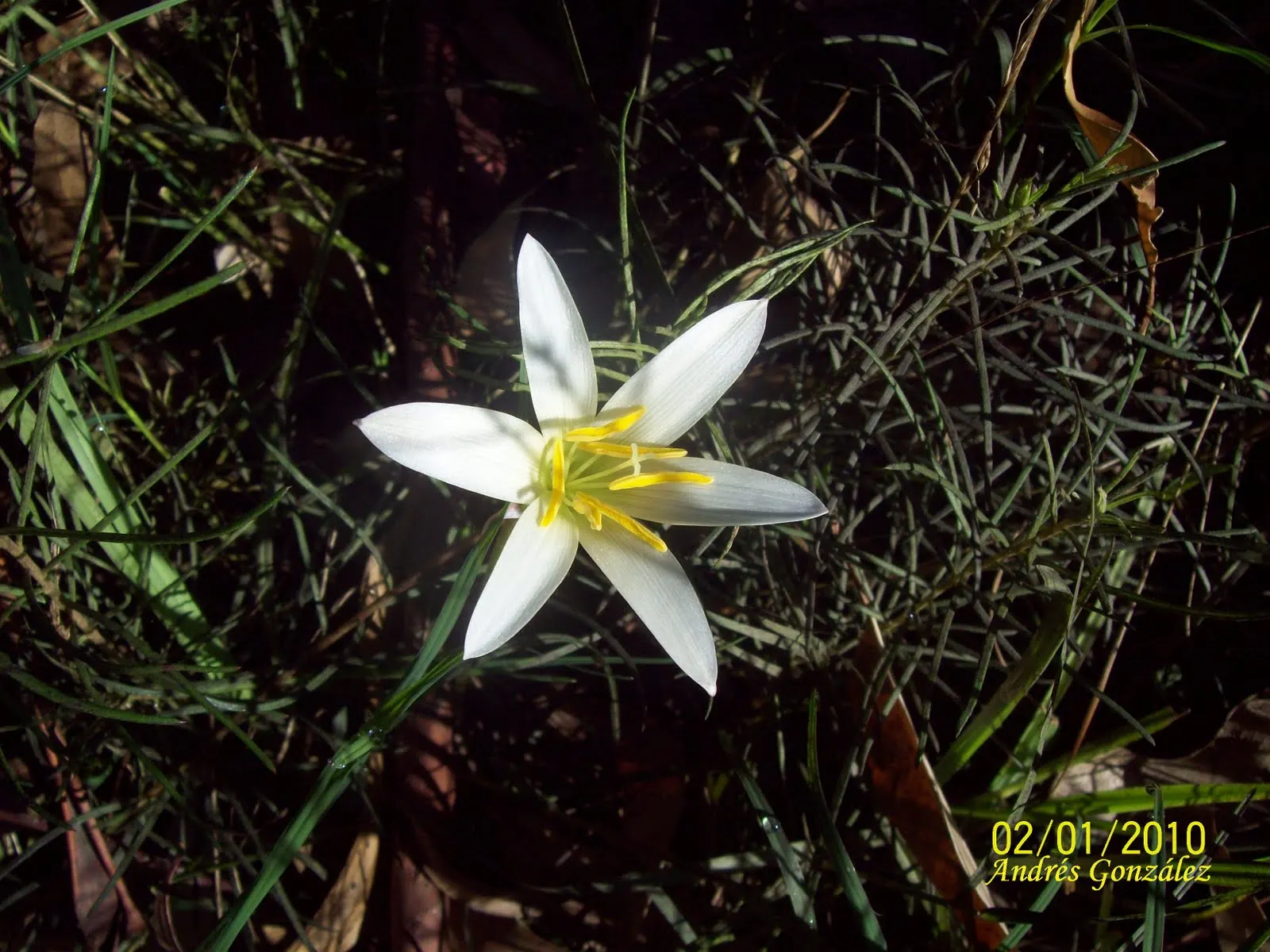 Rain Lily Prairie Sunset (Zephyranthes 'Prairie Sunset') — reminiscent of a serene prairie sunset