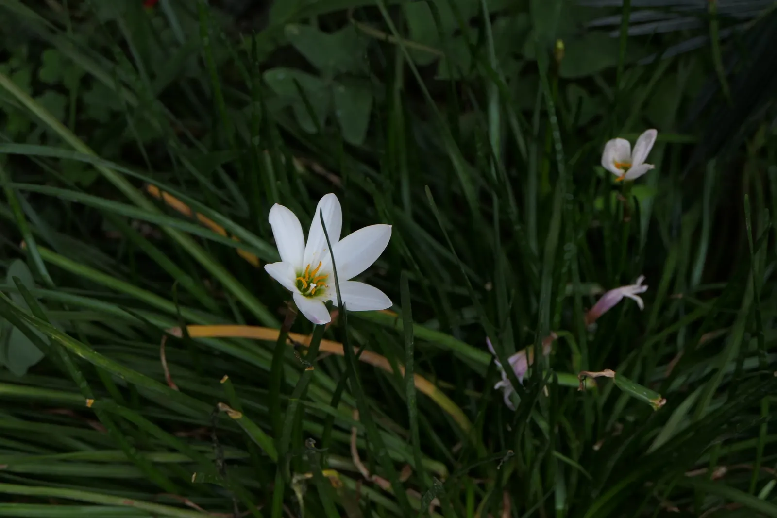 Rain Lily Prairie Sunset (Zephyranthes 'Prairie Sunset') — adding a touch of ephemeral beauty to the landscape year after year; bulb / ground cover /