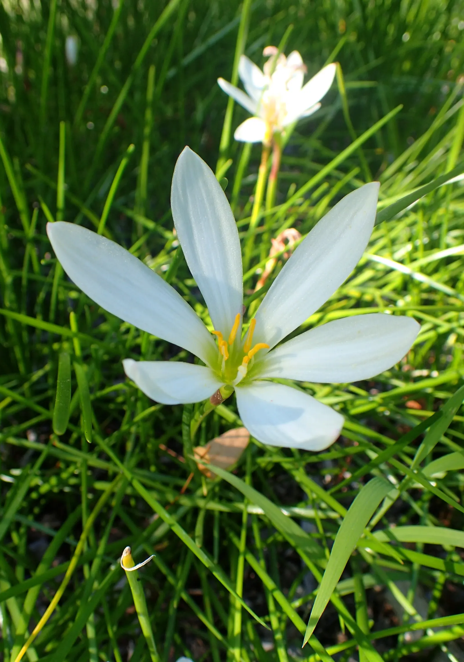 Rain Lily Prairie Sunset (Zephyranthes 'Prairie Sunset') — The Rain Lily 'Prairie Sunset' (Zephyranthes candida) is a captivating perennial; it's a