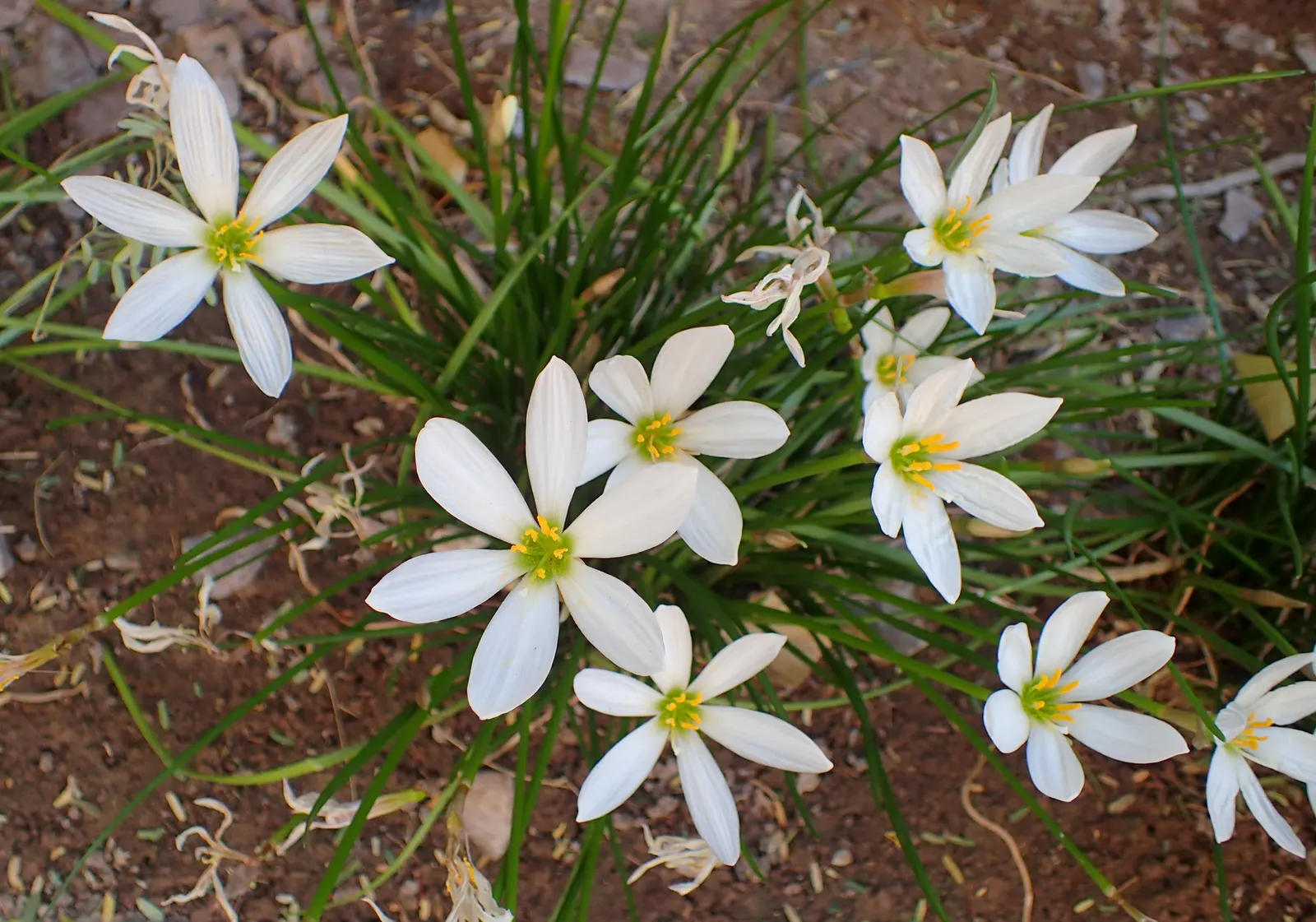 Rain Lily Prairie Sunset (Zephyranthes 'Prairie Sunset') — It's a low-maintenance addition for vibrant, post-rain bursts of color