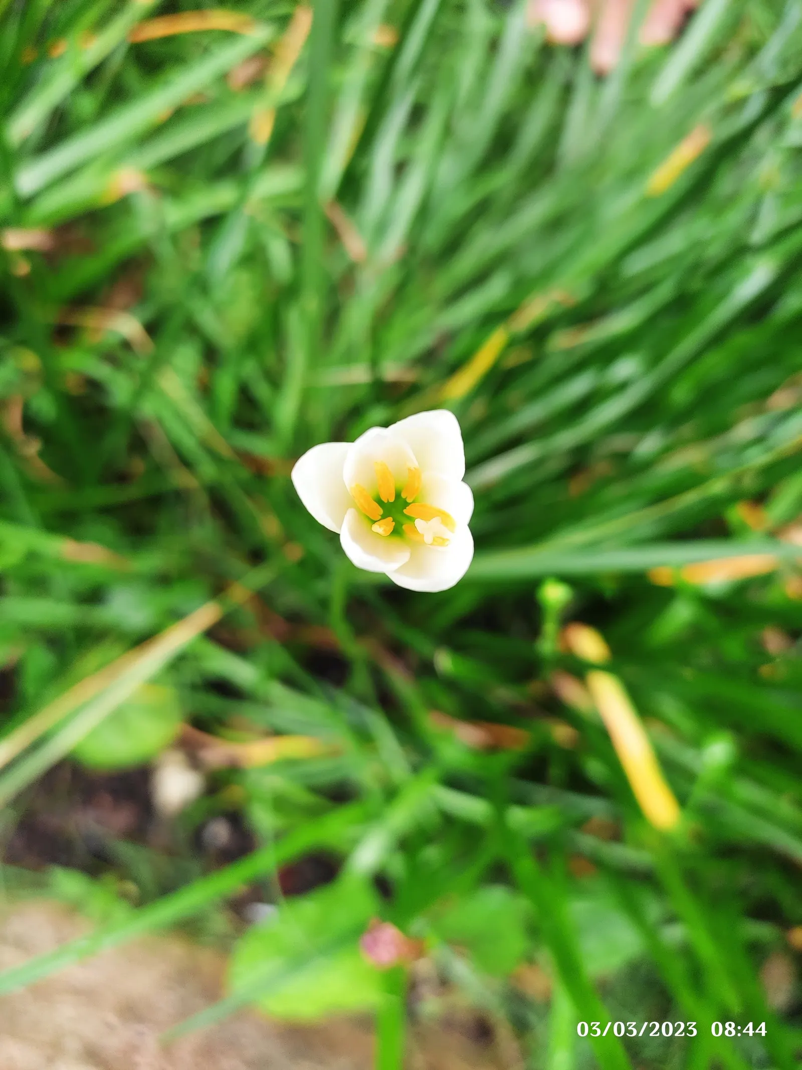 Rain Lily Prairie Sunset (Zephyranthes 'Prairie Sunset') — especially after rainfall