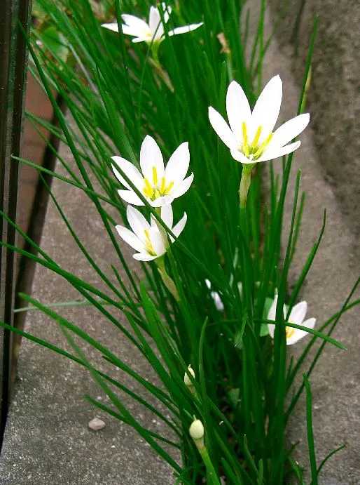 Rain Lily Prairie Sunset (Zephyranthes 'Prairie Sunset') — is perfectly suited for USDA hardiness zones 7 through 10; hence the name "Rain Lily." It\'s