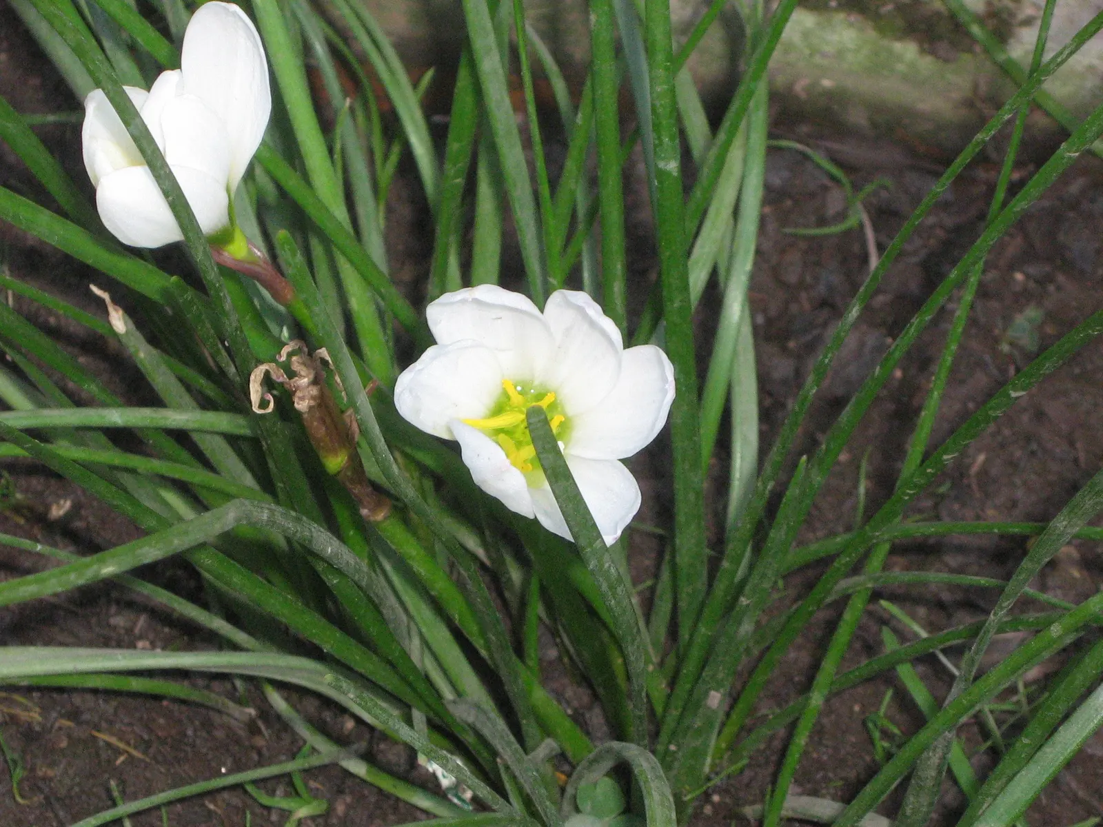 Rain Lily Prairie Sunset (Zephyranthes 'Prairie Sunset') — Regular watering can encourage additional blooming; it promises to be a reliable, image 65