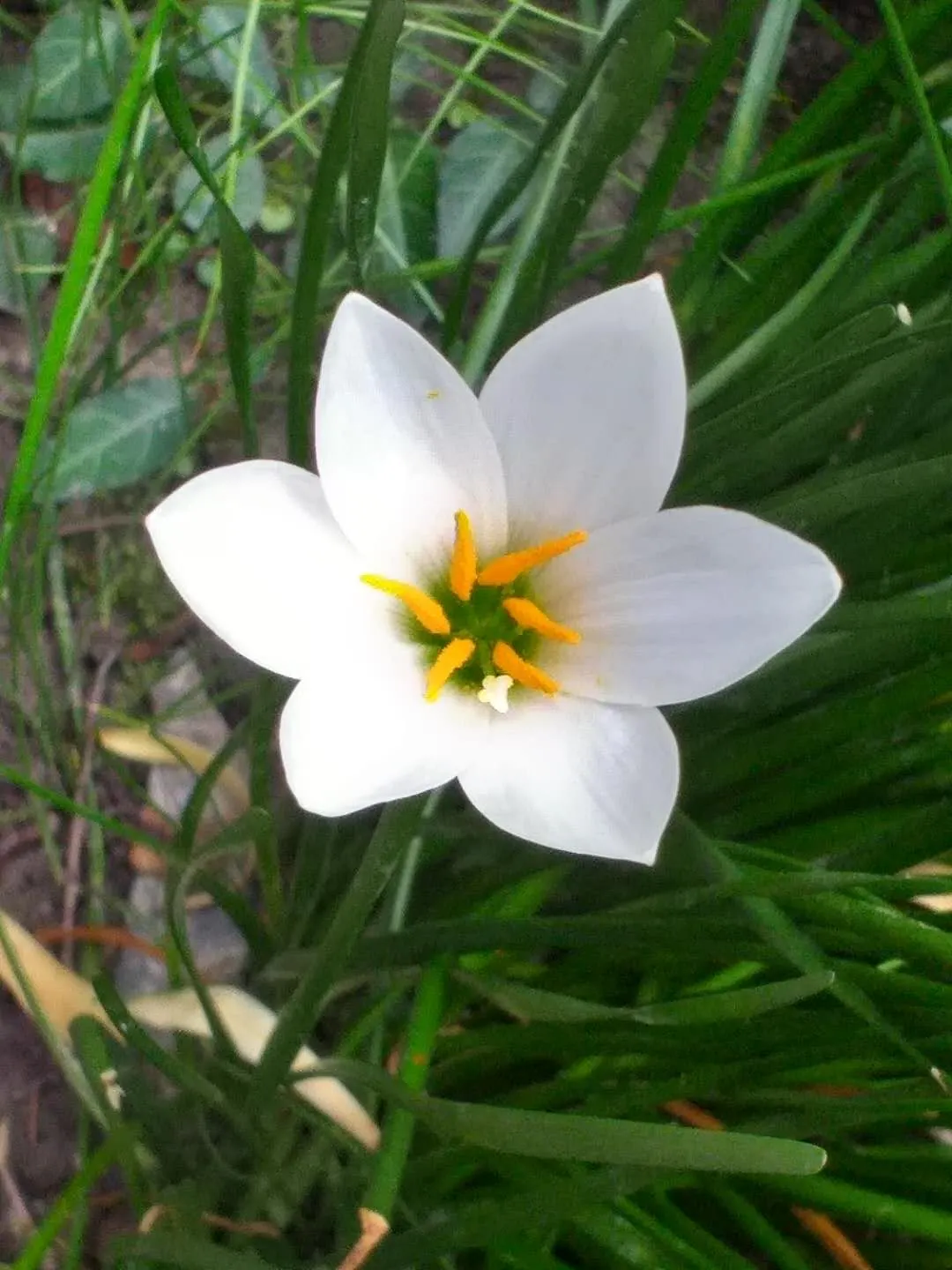 Rain Lily Prairie Sunset (Zephyranthes 'Prairie Sunset') — is perfectly suited for USDA hardiness zones 7 through 10; hence the name "Rain Lily.", image 58
