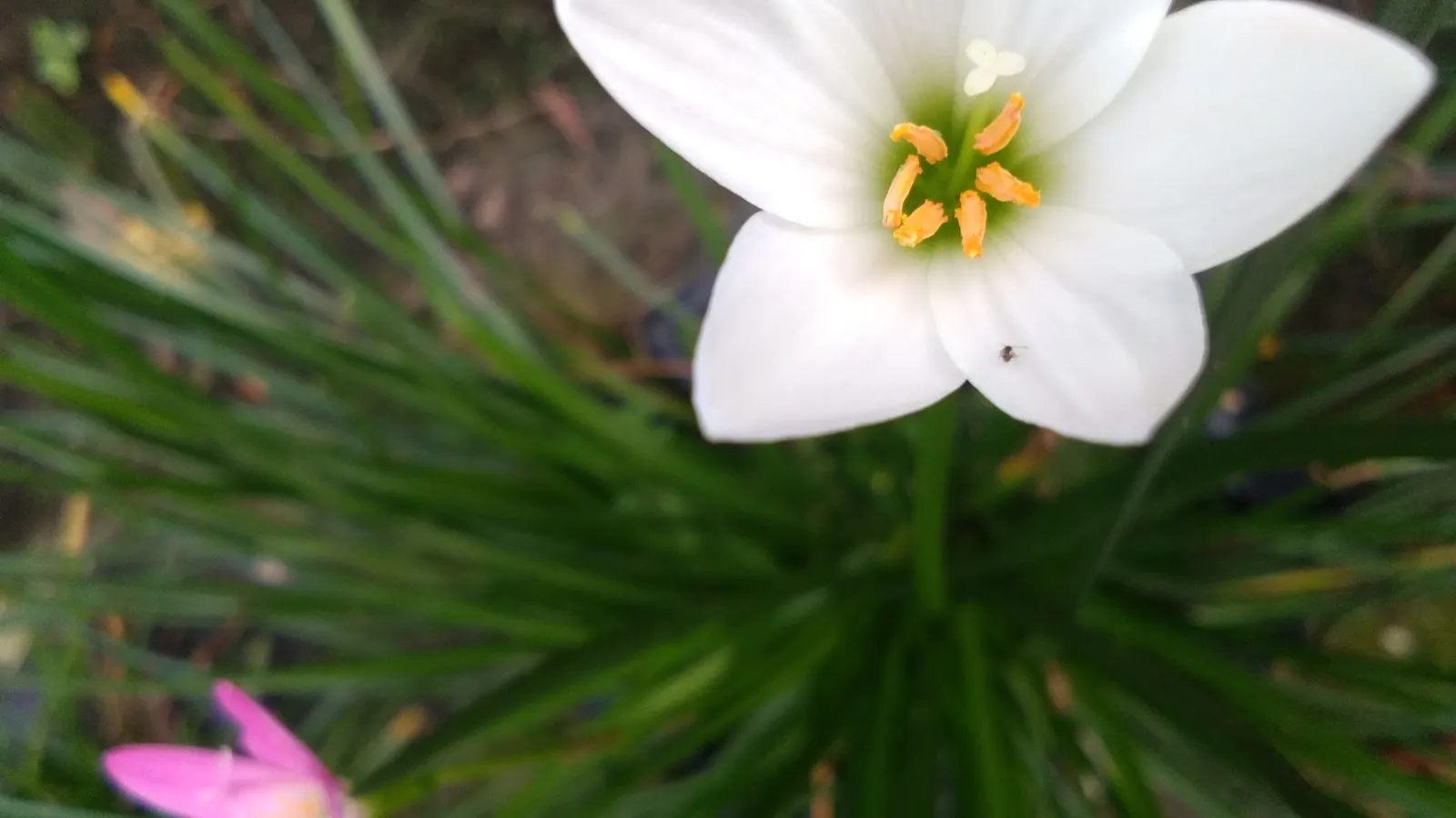 Rain Lily Prairie Sunset (Zephyranthes 'Prairie Sunset') — bulb / ground cover / wildflower with white blooms; narrow green leaves that form clumps, image 71