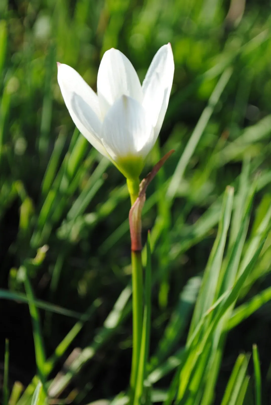 Rain Lily Prairie Sunset (Zephyranthes 'Prairie Sunset') — or as a pop of color amongst ground cover