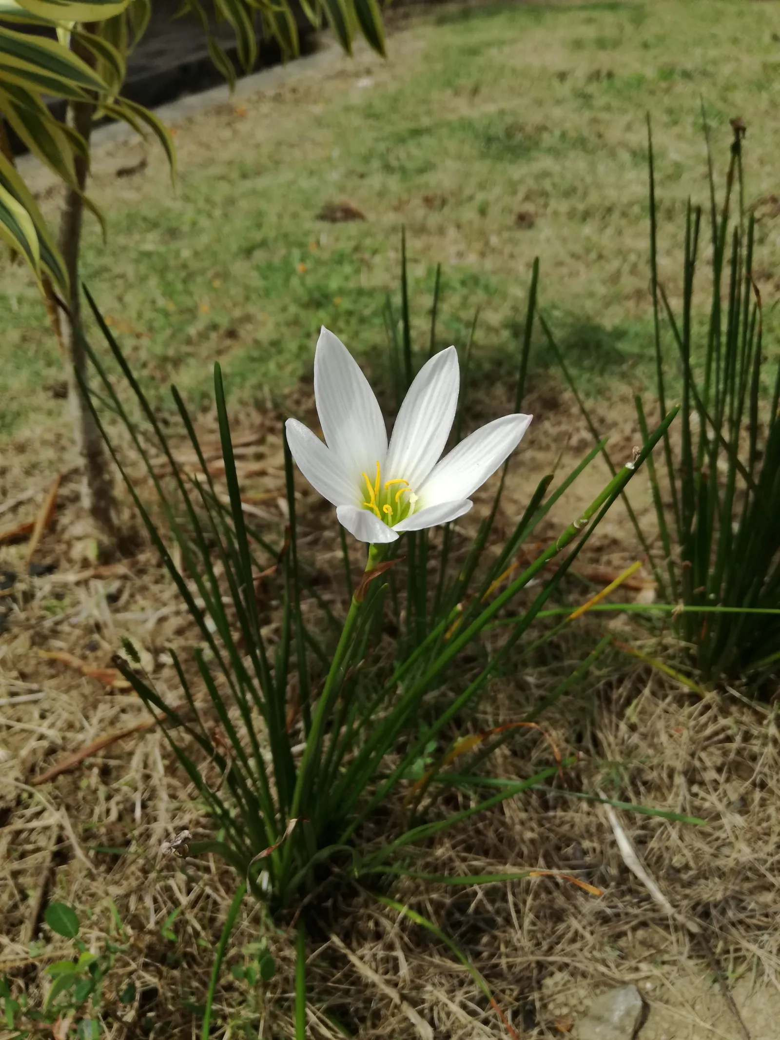 Rain Lily Prairie Sunset (Zephyranthes 'Prairie Sunset') — white flowers in the garden
