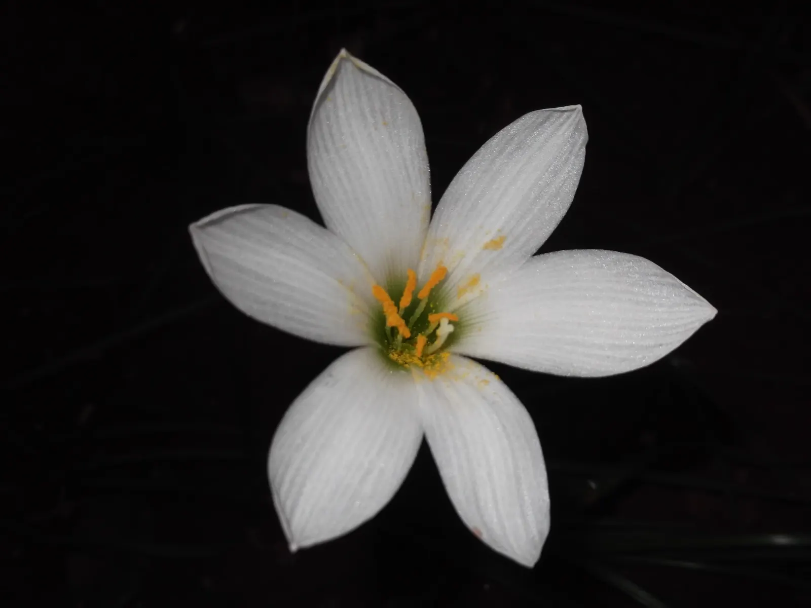 Rain Lily Prairie Sunset (Zephyranthes 'Prairie Sunset') — narrow green leaves that form clumps approximately 3-6 inches in width.<br><br>Ideal for border edges