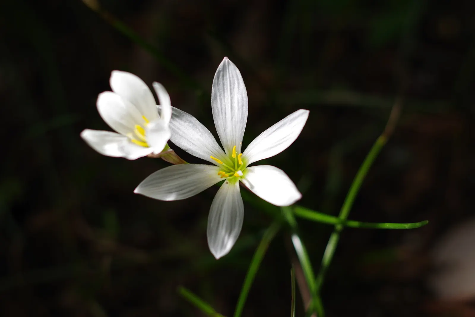 Rain Lily Prairie Sunset (Zephyranthes 'Prairie Sunset') — reminiscent of a serene prairie sunset; often reaching heights of just 10-12 inches, image 60