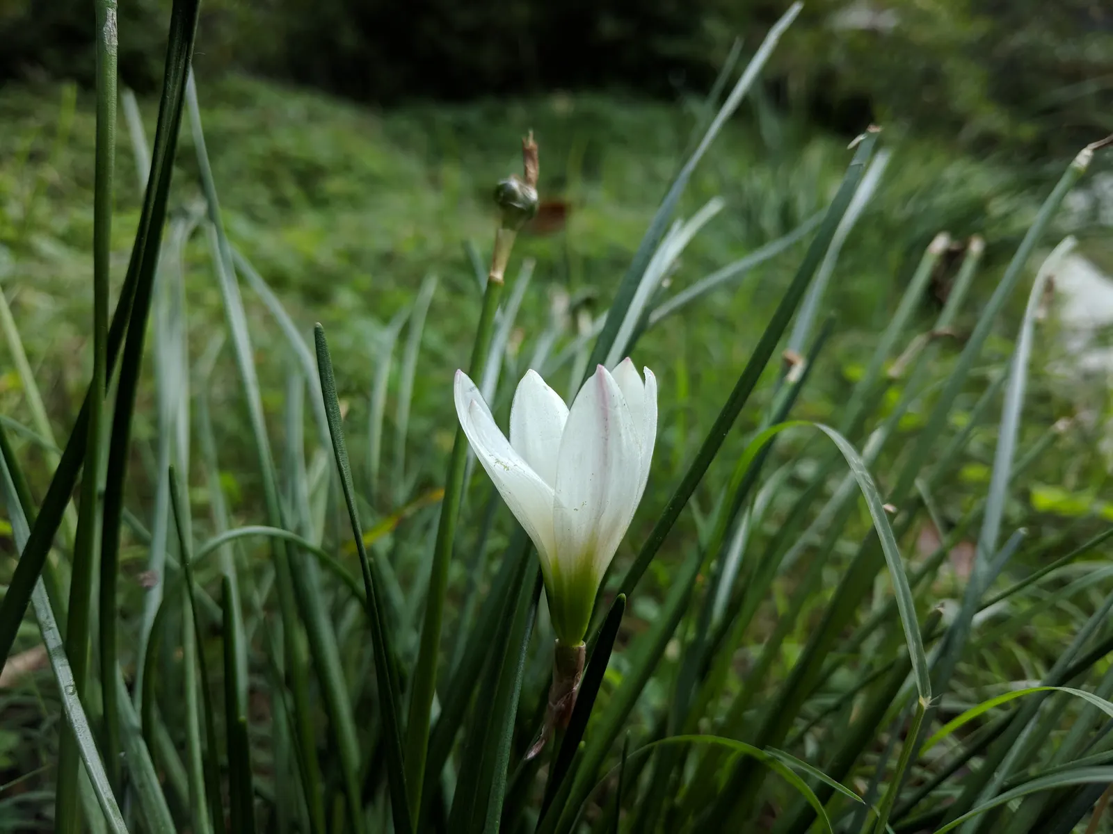 Rain Lily Prairie Sunset (Zephyranthes 'Prairie Sunset') — The Rain Lily \'Prairie Sunset\'