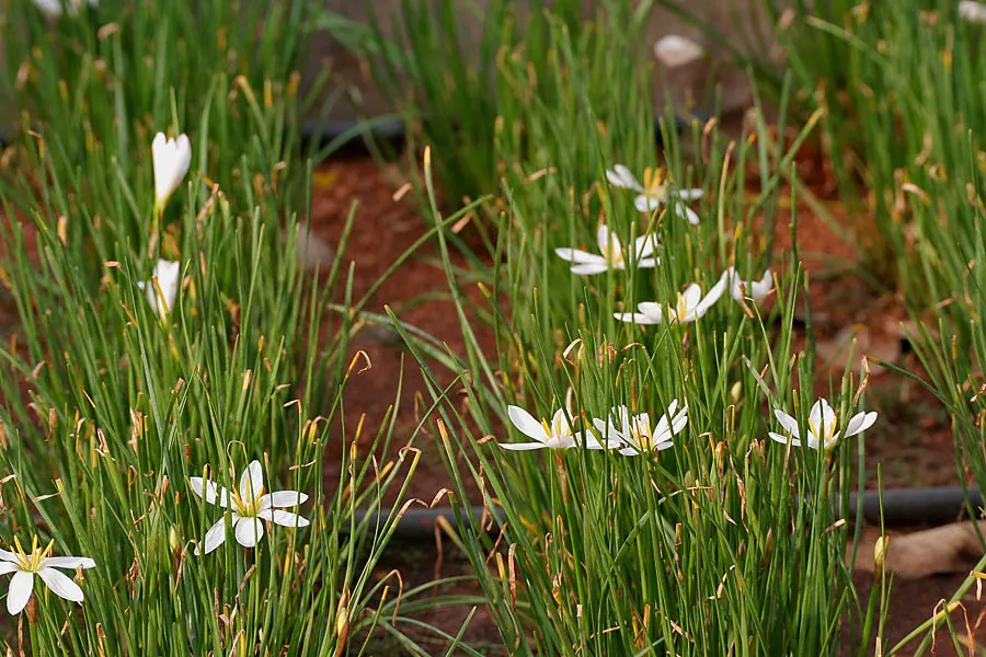 Rain Lily Prairie Sunset (Zephyranthes 'Prairie Sunset') — adding a touch of ephemeral beauty to the landscape year after year