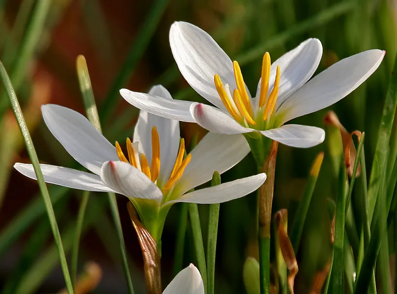 Rain Lily Prairie Sunset (Zephyranthes 'Prairie Sunset') — bulb / ground cover / wildflower with white blooms; narrow green leaves that form clumps
