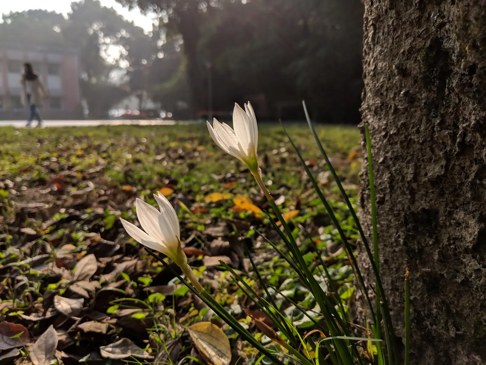 Rain Lily Prairie Sunset (Zephyranthes 'Prairie Sunset') — the Rain Lily produces enchanting crocus-like blooms that exhibit a blend of soft yellow to pink hues