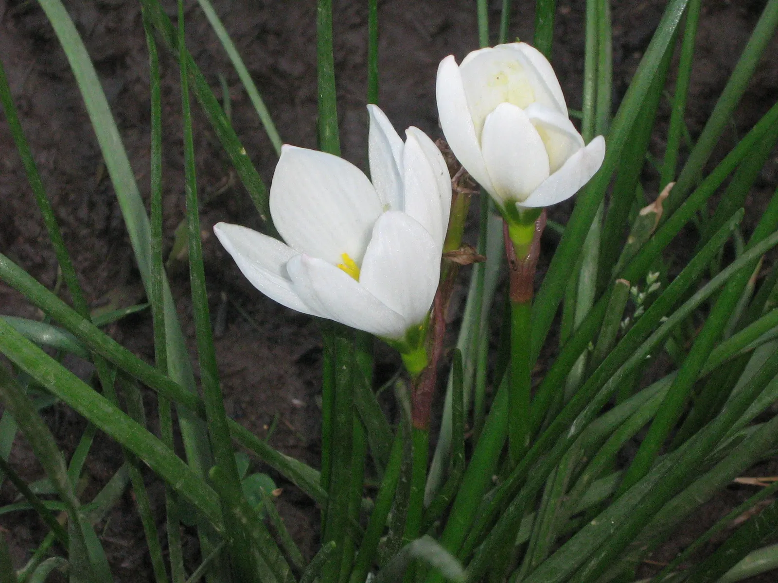 Rain Lily Prairie Sunset (Zephyranthes 'Prairie Sunset') — often reaching heights of just 10-12 inches; reminiscent of a serene prairie sunset