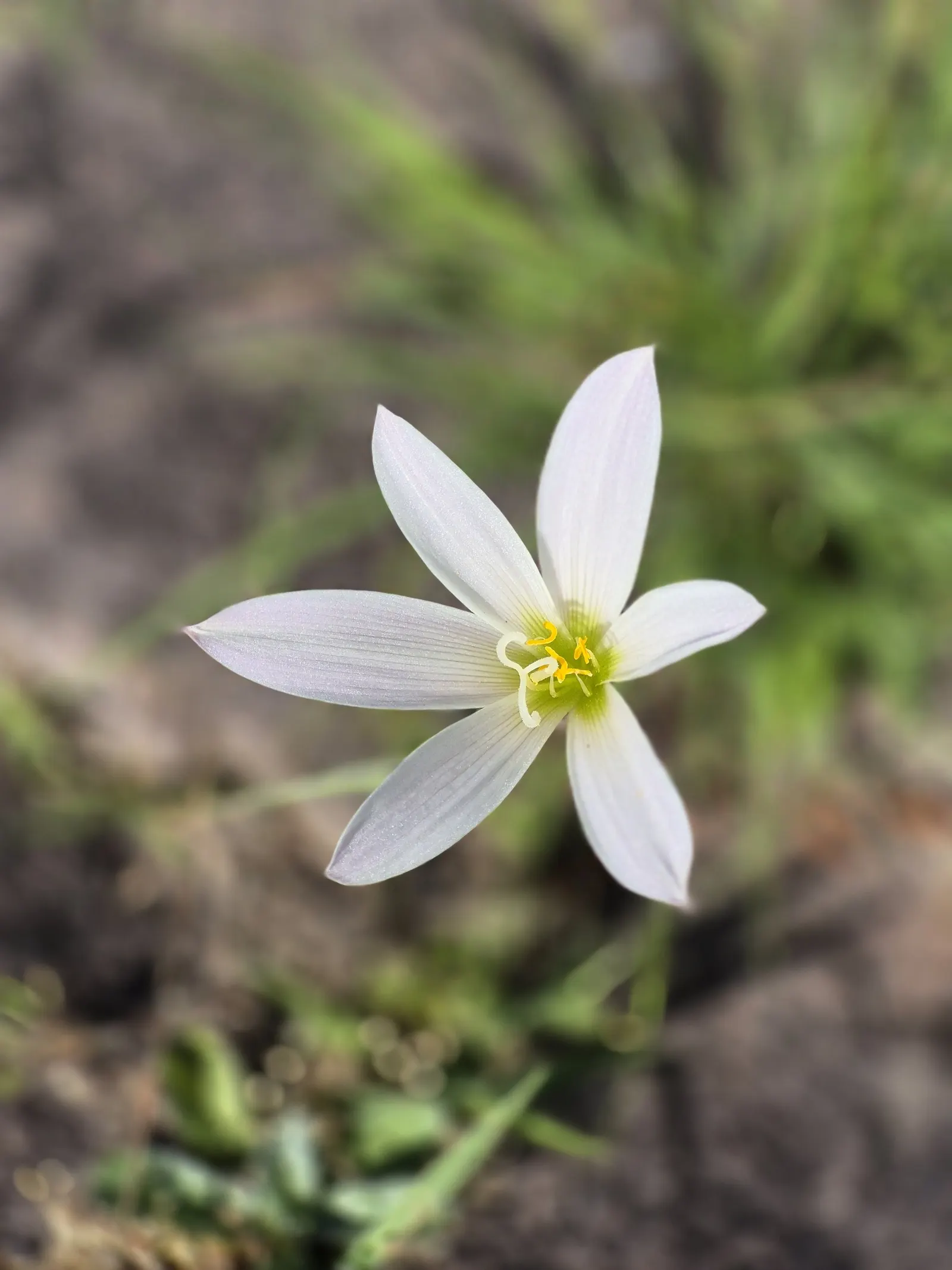 Rain Lily Prairie Sunset (Zephyranthes 'Prairie Sunset') — white flowers in the garden; is a captivating perennial that serves as a striking, image 70