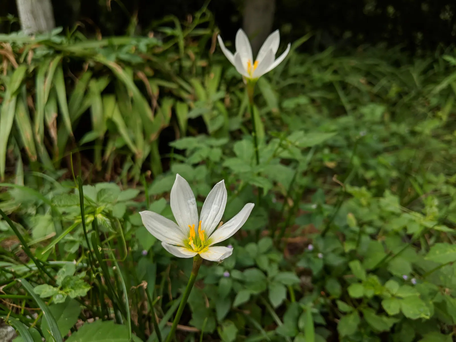 Rain Lily Prairie Sunset (Zephyranthes 'Prairie Sunset') — this plant thrives in medium moisture; spanning about 2-3 inches in diameter
