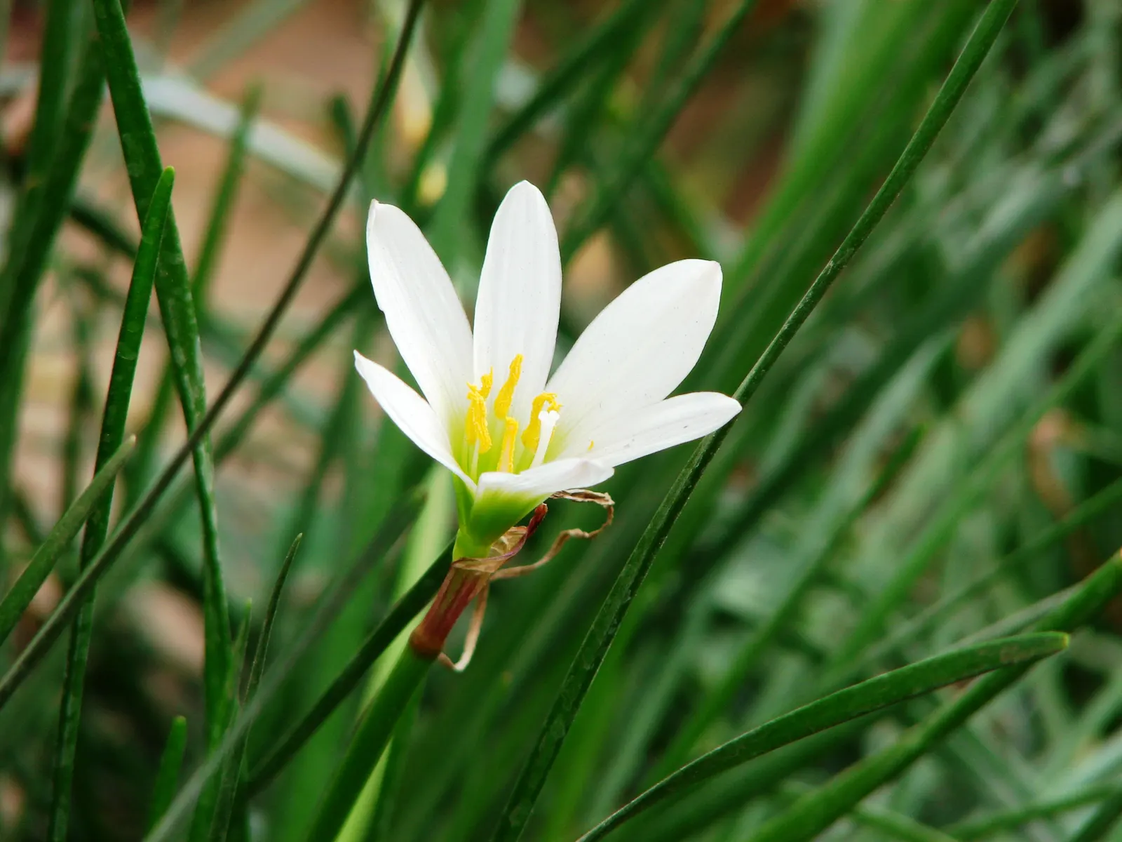 Rain Lily Prairie Sunset (Zephyranthes 'Prairie Sunset') — bulb / ground cover / wildflower for full or half; adding a touch of ephemeral beauty to, image 72