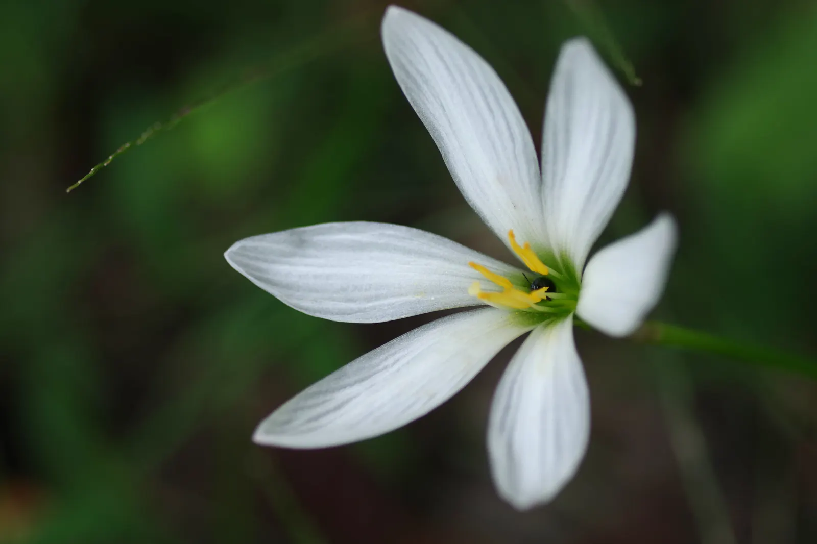 Rain Lily Prairie Sunset (Zephyranthes 'Prairie Sunset') — It thrives in USDA Zones 7-10, reaching a mature height of 10-12 inches and spreading 6-8 inches wide