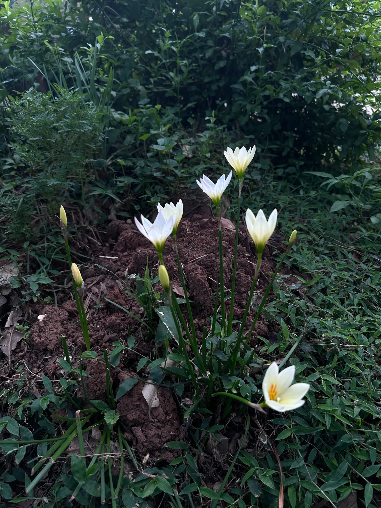 Rain Lily Prairie Sunset (Zephyranthes 'Prairie Sunset') — It's a low-maintenance addition for vibrant, post-rain bursts of color; the Rain Lily, image 52