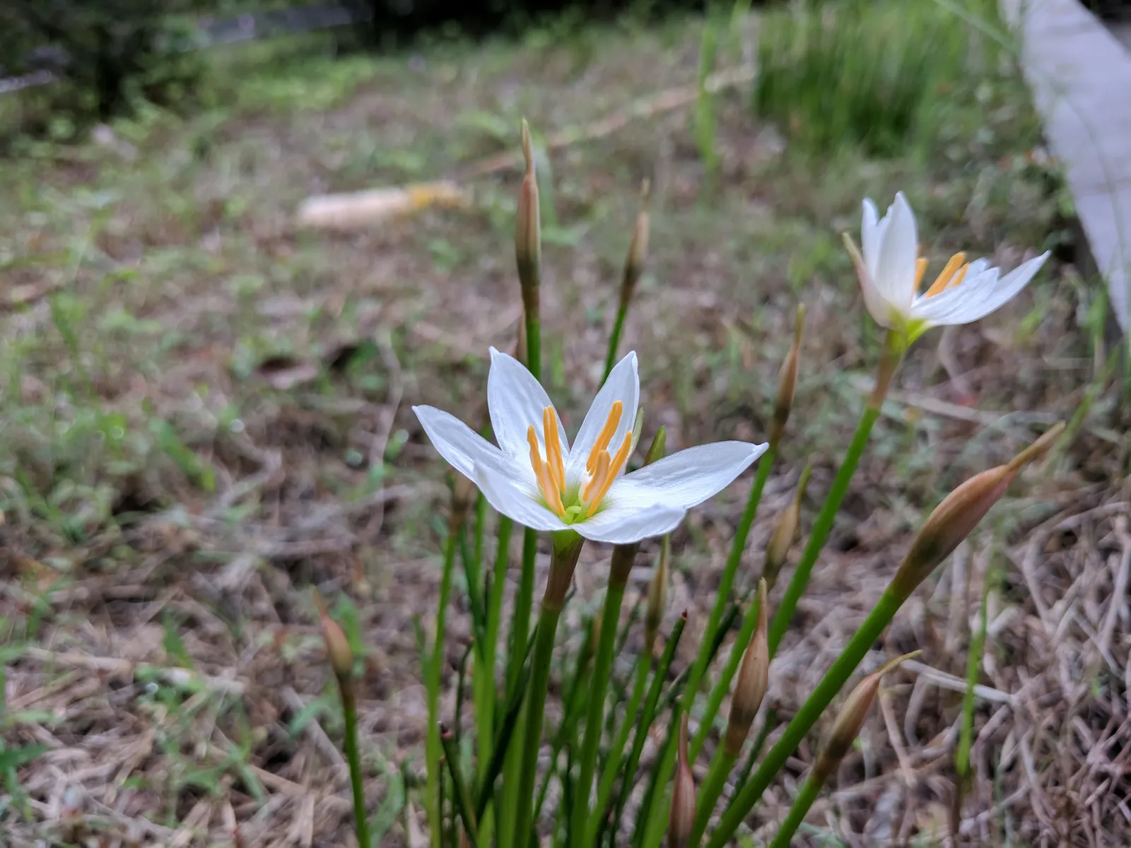 Rain Lily Prairie Sunset (Zephyranthes 'Prairie Sunset') — scientifically known as Zephyranthes candida
