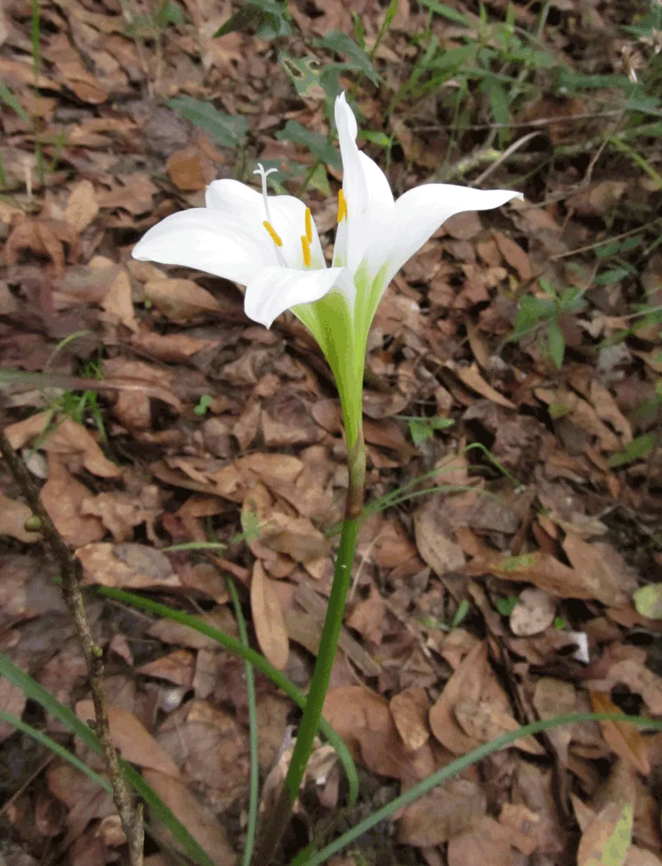 Rain Lily Prairie Sunset (Zephyranthes 'Prairie Sunset') — hence the name "Rain Lily." It\'s advisable to plant the bulbs about 2-3 inches deep and, image 67
