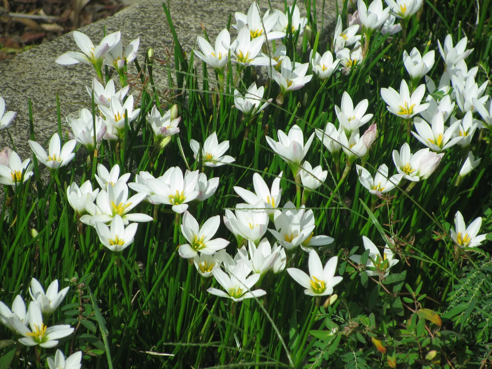 Rain Lily Prairie Sunset (Zephyranthes 'Prairie Sunset') — hence the name "Rain Lily." It\'s advisable to plant the bulbs about 2-3 inches deep and 3-4 inches