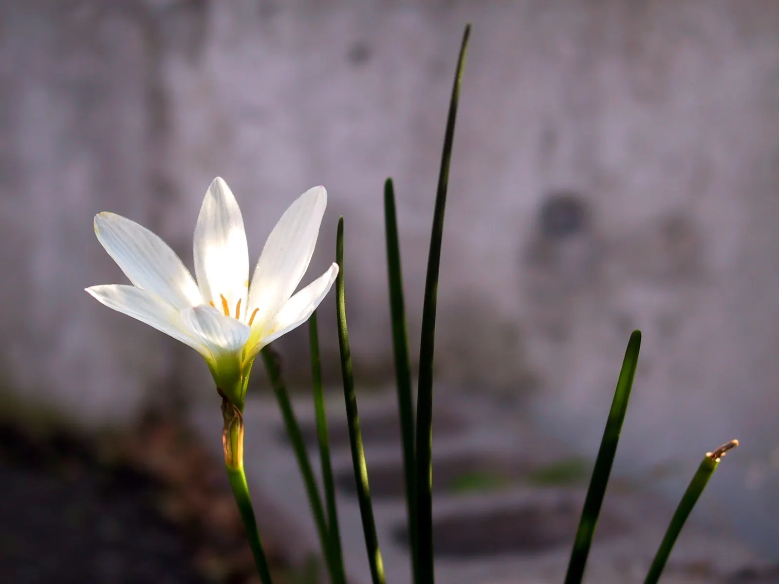 Rain Lily Prairie Sunset (Zephyranthes 'Prairie Sunset') — often reaching heights of just 10-12 inches; reminiscent of a serene prairie sunset, image 57