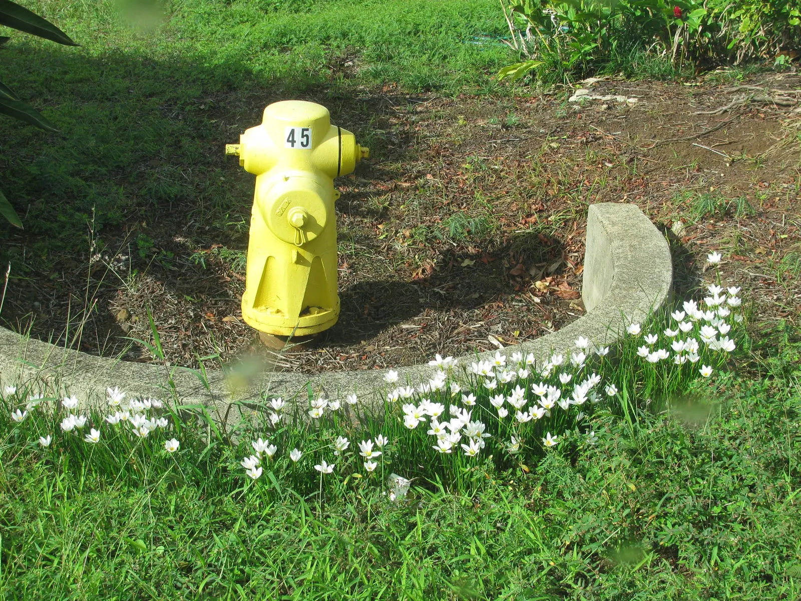 Rain Lily Prairie Sunset (Zephyranthes 'Prairie Sunset') — bulb / ground cover / wildflower for full or half