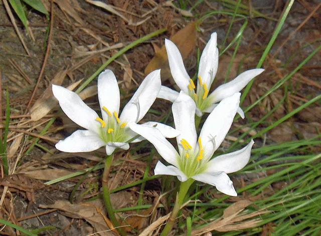 Rain Lily Prairie Sunset (Zephyranthes 'Prairie Sunset') — is perfectly suited for USDA hardiness zones 7 through 10