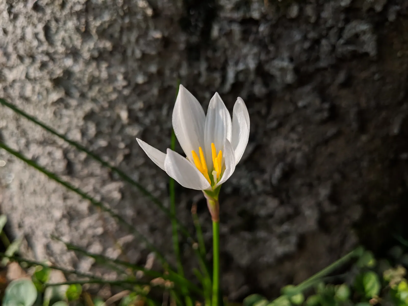 Rain Lily Prairie Sunset (Zephyranthes 'Prairie Sunset') — bulb / ground cover / wildflower for full or half; adding a touch of ephemeral beauty to the