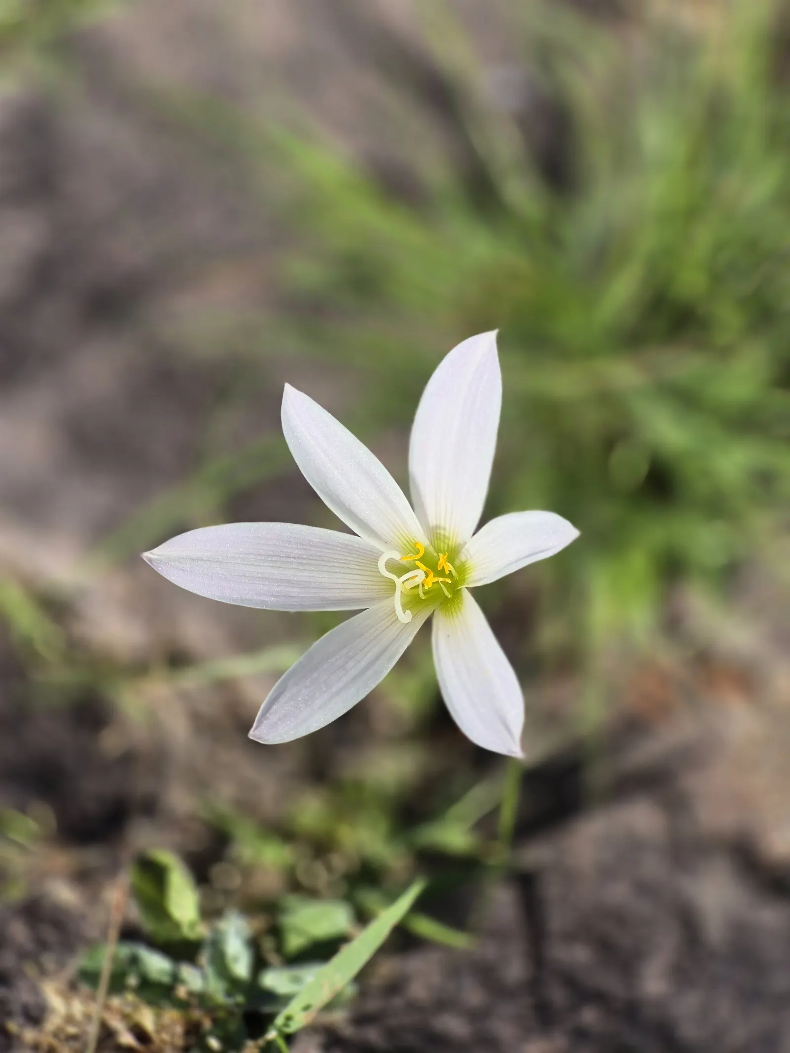 Rain Lily Prairie Sunset (Zephyranthes 'Prairie Sunset') — Regular watering can encourage additional blooming; it promises to be a reliable performer