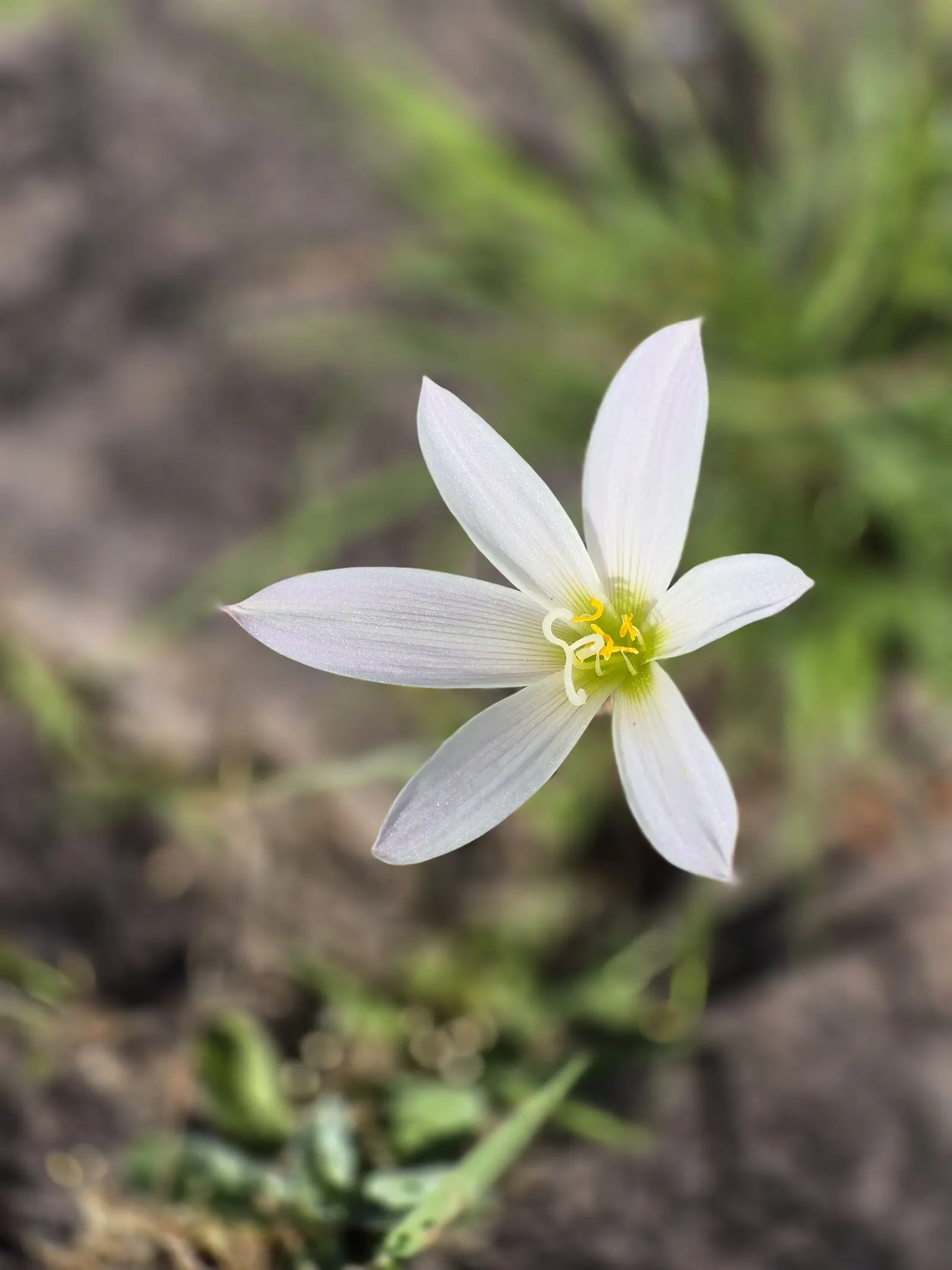 Rain Lily Prairie Sunset (Zephyranthes 'Prairie Sunset') — or as a pop of color amongst ground cover; scientifically known as Zephyranthes candida, image 63