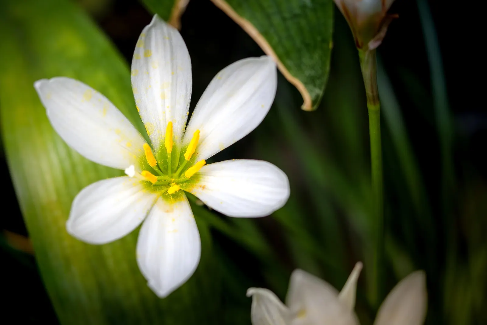Rain Lily Prairie Sunset (Zephyranthes 'Prairie Sunset') — It thrives in USDA Zones 7-10, reaching a mature height of 10-12 inches and spreading 6-8 inches