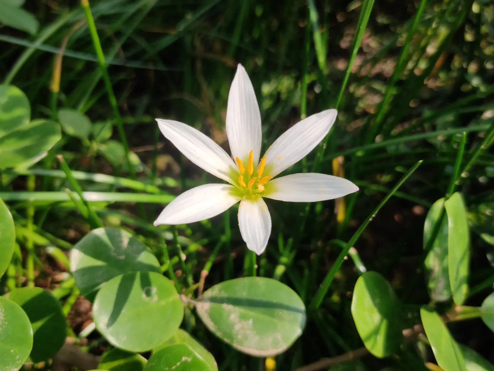 Rain Lily Prairie Sunset (Zephyranthes 'Prairie Sunset') — the Rain Lily produces enchanting crocus-like blooms that exhibit a blend of soft yellow to pink